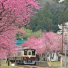 花咲くわたらせ渓谷鐵道