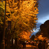 Autumn in YOKOHAMA⑥