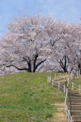 地元の桜巡り　～さきたま古墳群～⑤