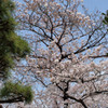 乾通りから千鳥ヶ淵へ①
