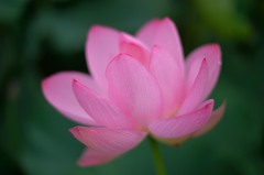 ancient lotus①