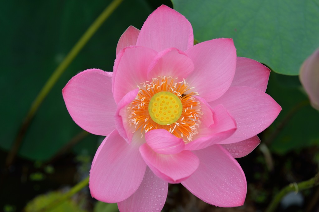 ancient lotus②
