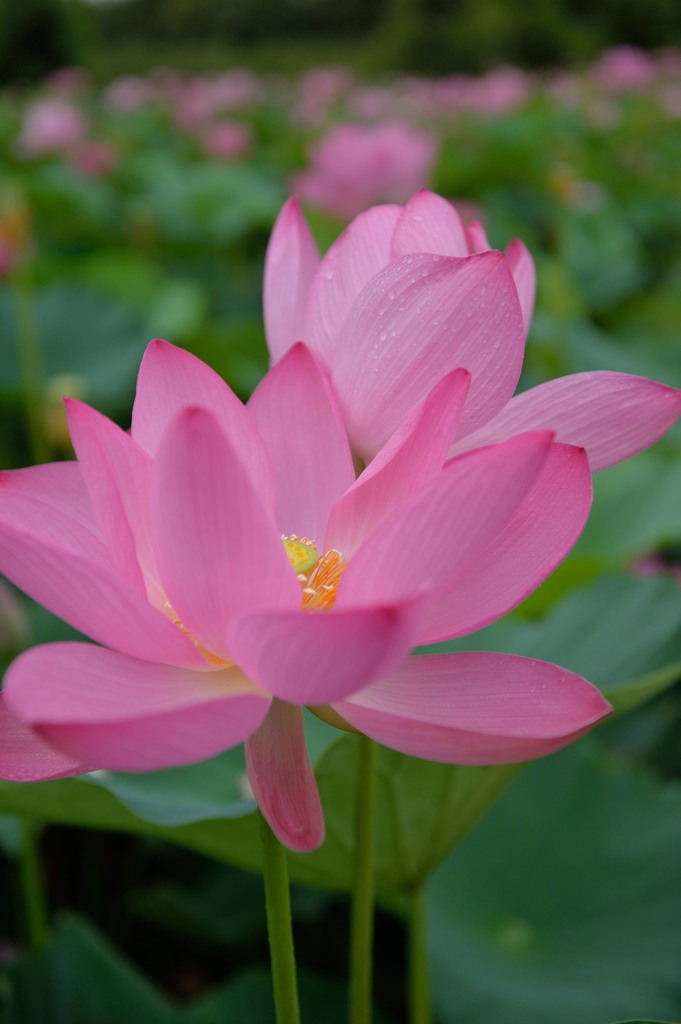ancient lotus③