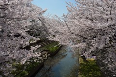 地元の桜巡り②