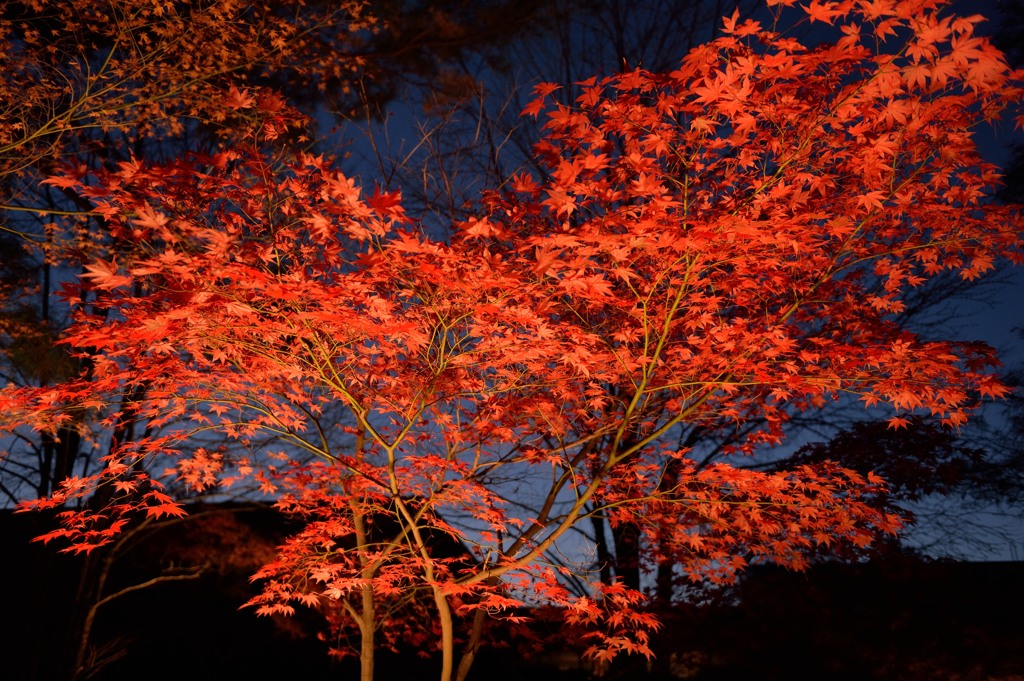 秋の色彩⑤