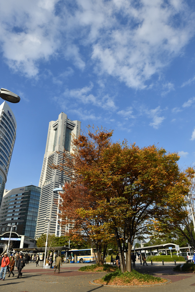 Autumn in YOKOHAMA①