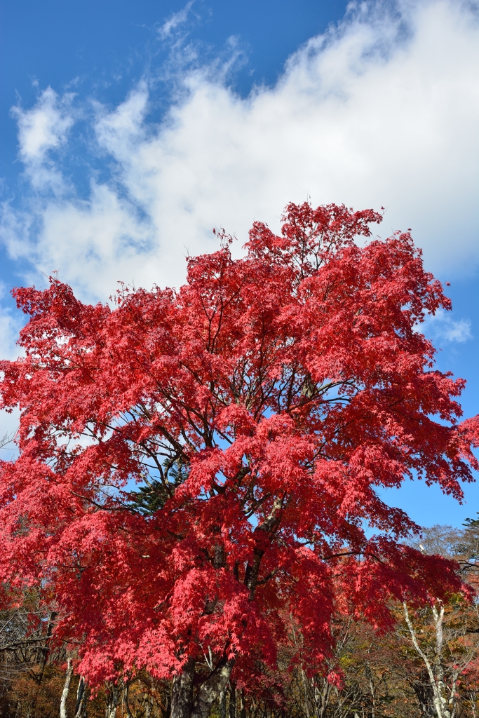 紅葉の軽井沢ツーリング④