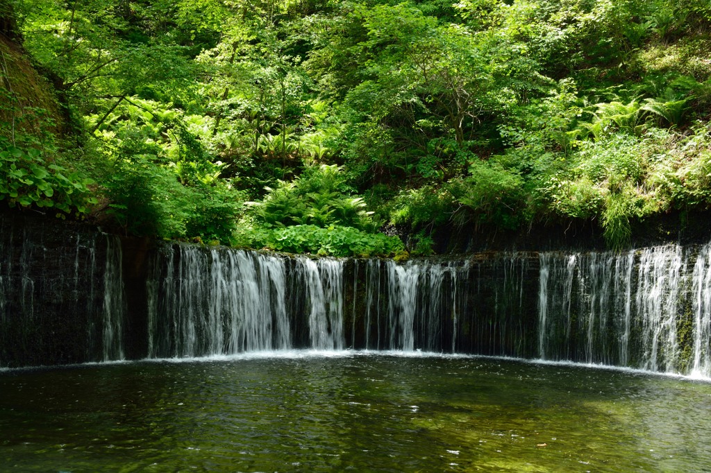 新緑の白糸の滝①