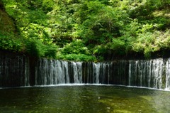 新緑の白糸の滝①