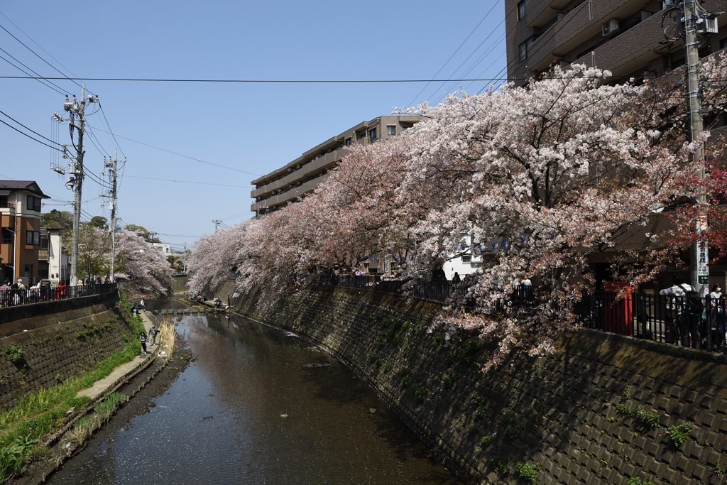 横浜桜巡り2018①