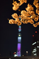 桜舞うスカイツリー③