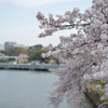 乾通りから千鳥ヶ淵へ⑨