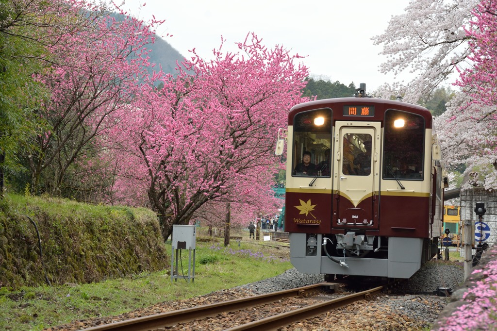 花咲くわ鉄　～神戸駅～④