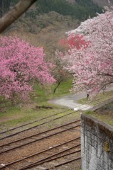 花咲くわ鉄　～神戸駅～⑥