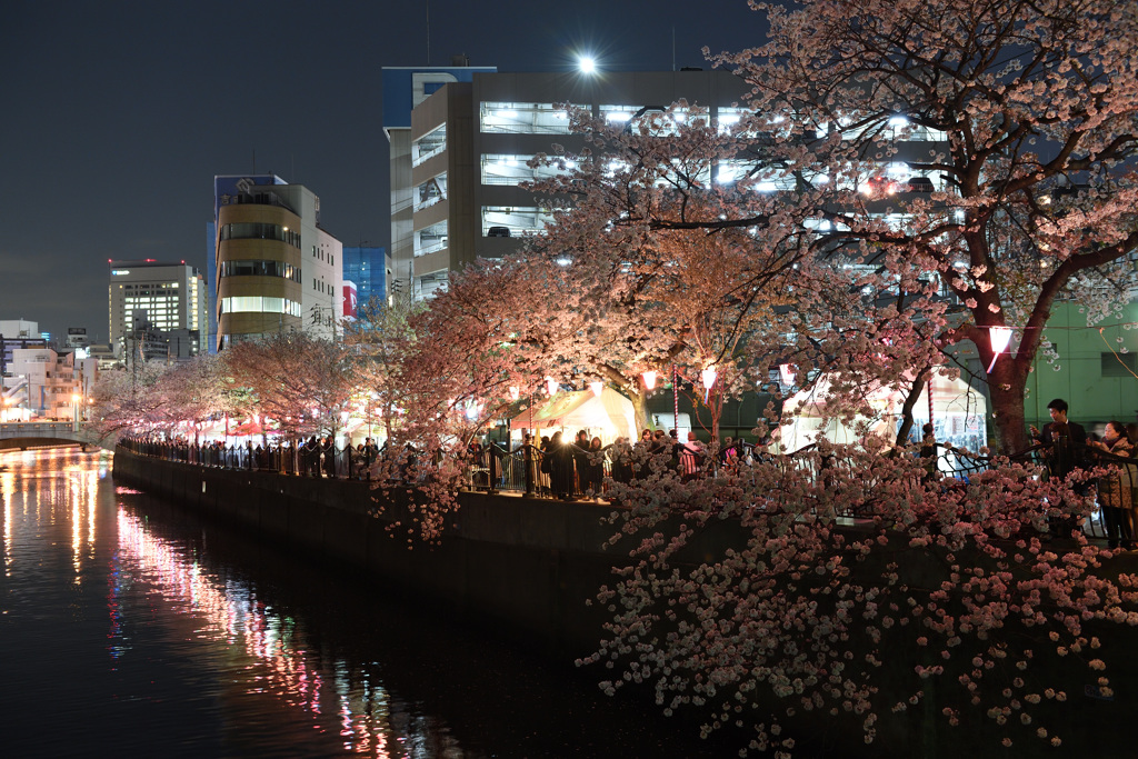 横浜桜巡り2018⑩