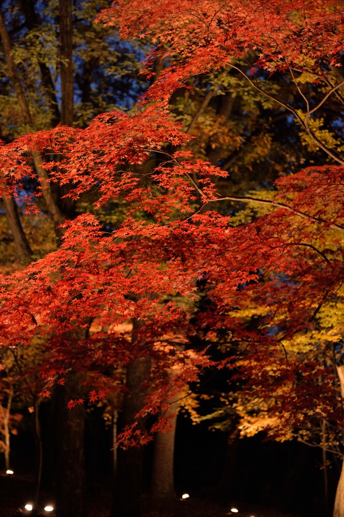 秋の色彩④
