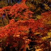 秋の色彩④