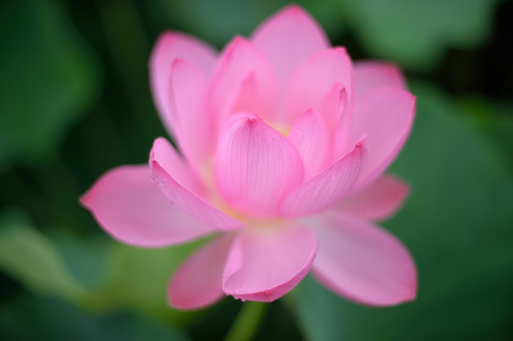 ancient lotus⑤
