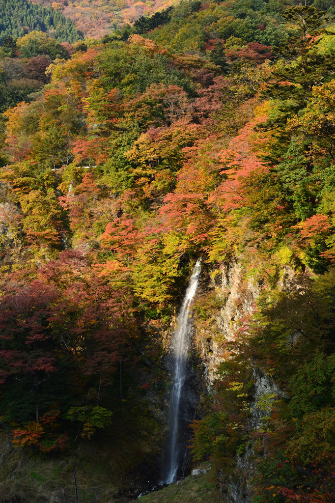 栃木紅葉①