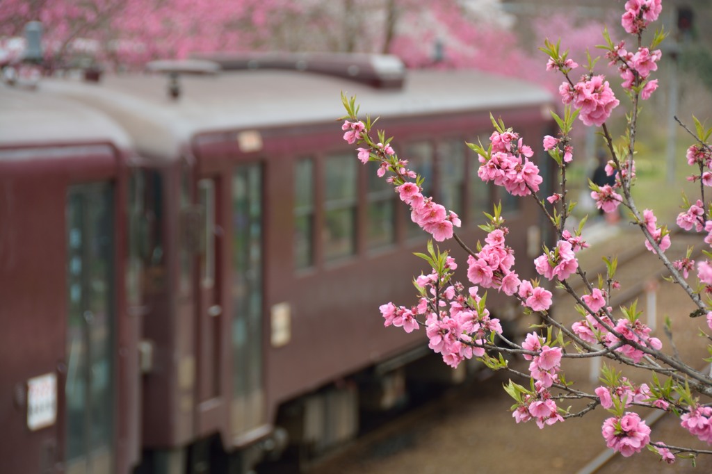 花咲くわ鉄　～神戸駅～②