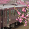 花咲くわ鉄　～神戸駅～②