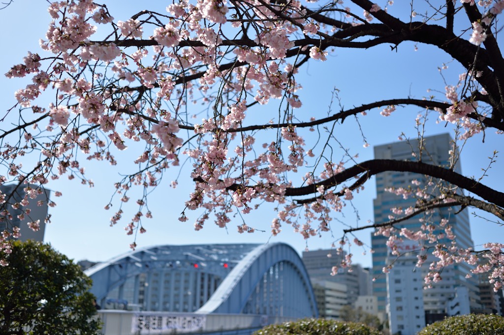 早咲きの桜②