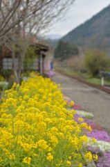 花咲くわ鉄　～上神梅駅～②