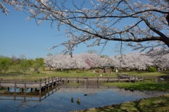 地元の桜巡り④