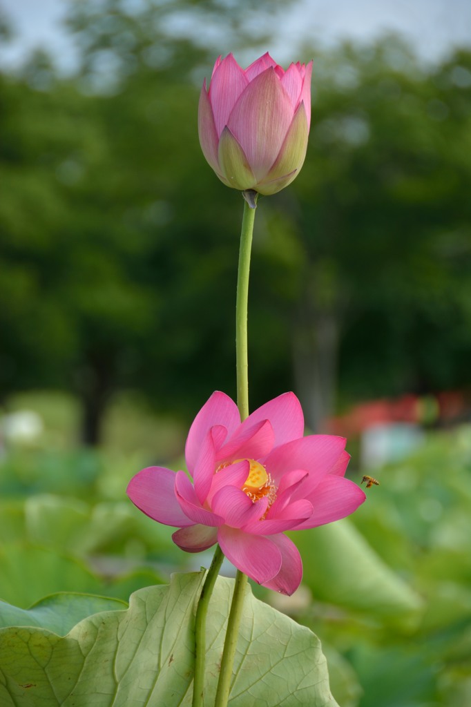 Ancient Lotus①