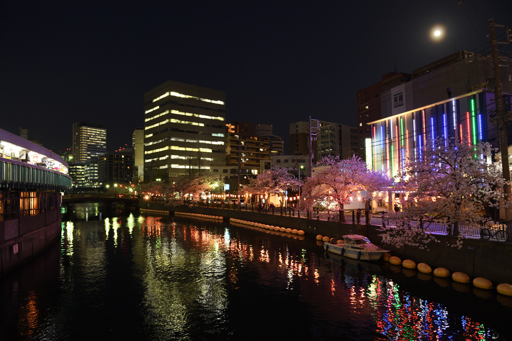 横浜桜巡り2018⑧