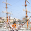 横浜桜巡り2018⑥