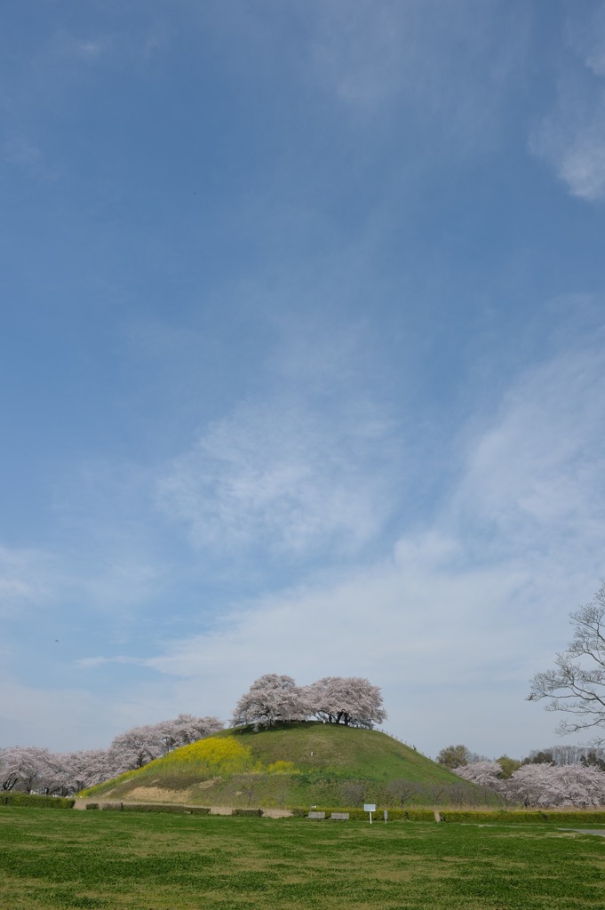 地元の桜巡り　～さきたま古墳群～⑥