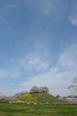 地元の桜巡り　～さきたま古墳群～⑥