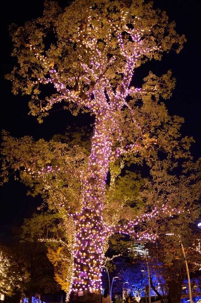 Miracle Tree