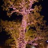 Miracle Tree