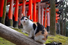 寺の案内人