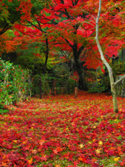 両足禅寺の紅葉