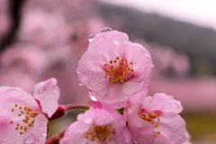 雨、桜