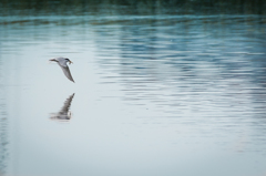 Little Tern