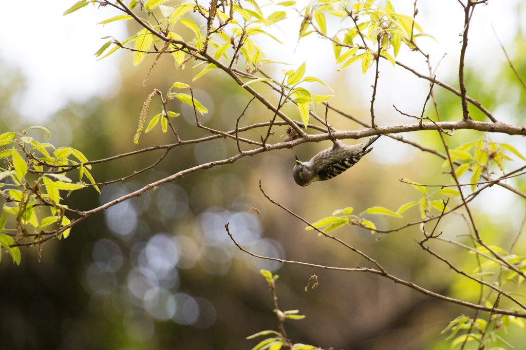 Pygmy Woodpecker