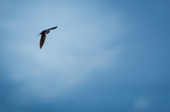 Barn Swallow