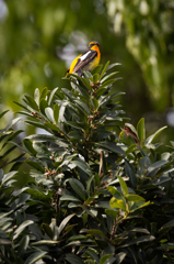 Narcissus Flycatcher