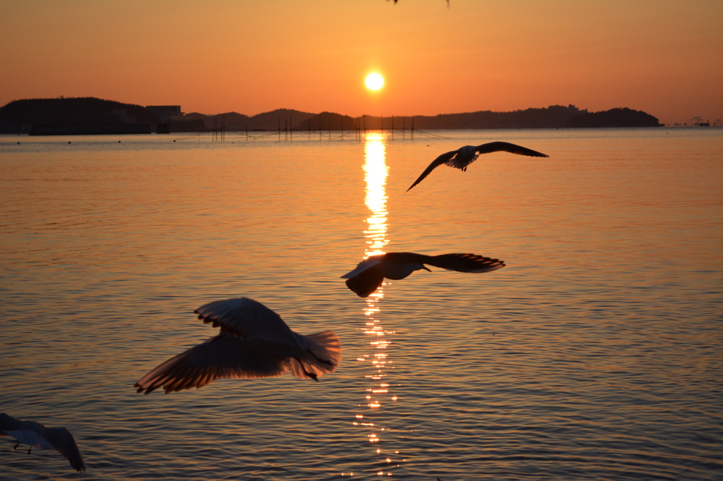 海鳥と朝日