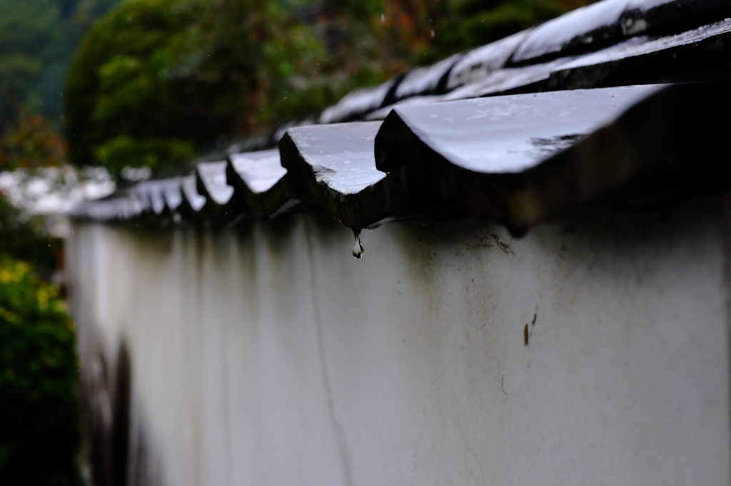 晩秋雨