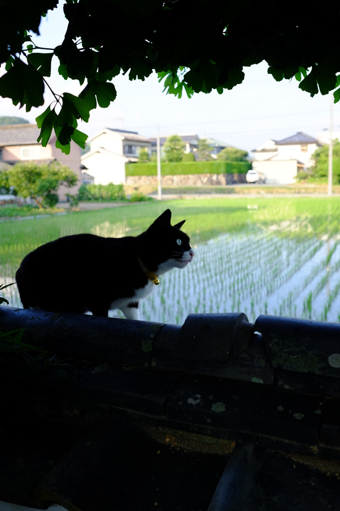 ねらうねこ