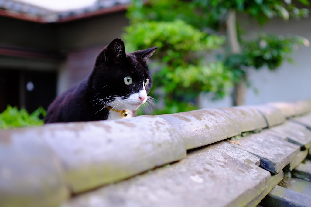 塀ねこ