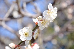 梅の花