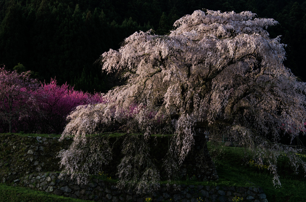 夜明けの又兵衛桜