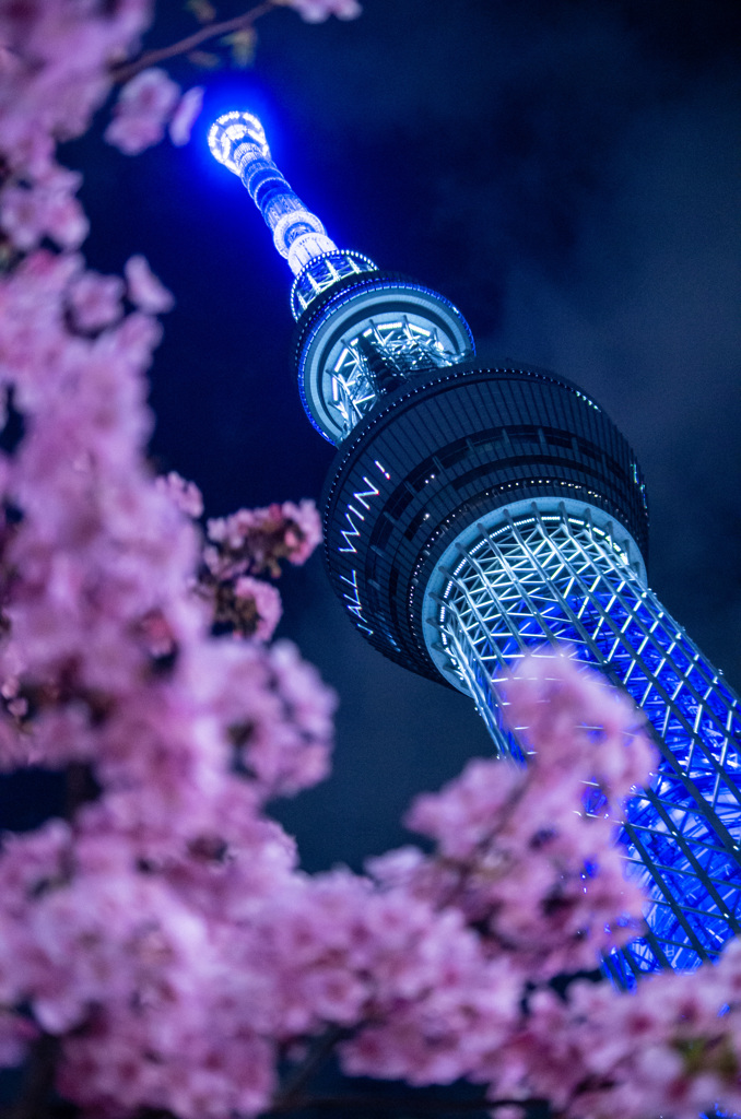 スカイツリーと桜