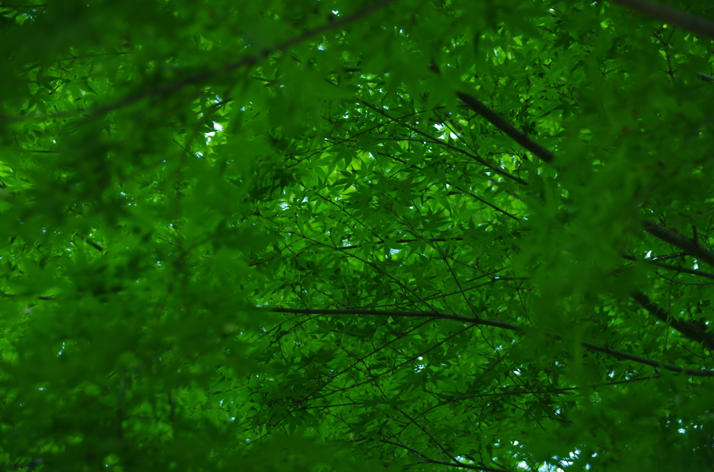 deep green
